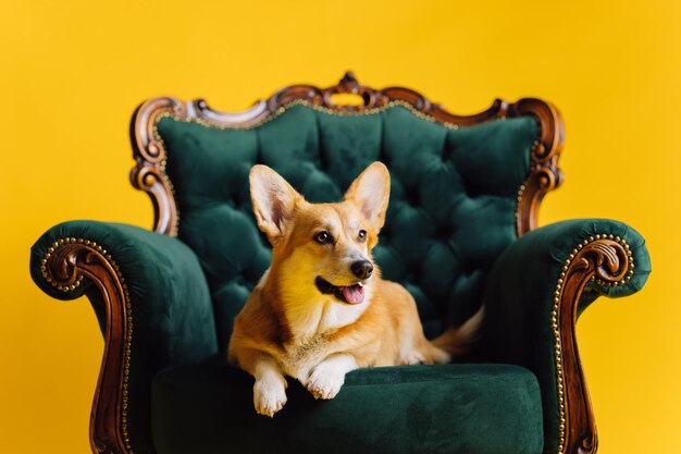 黄色のスタジオの背景に王室の椅子に横たわっている愛らしいかわいいウェルシュ ・ コーギー ・ ペンブローク犬の最も人気のある品種