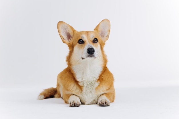 愛らしいかわいいウェルシュ ・ コーギー ・ ペンブローク白い背景の上に横たわると、カメラを見て犬の最も人気のある品種
