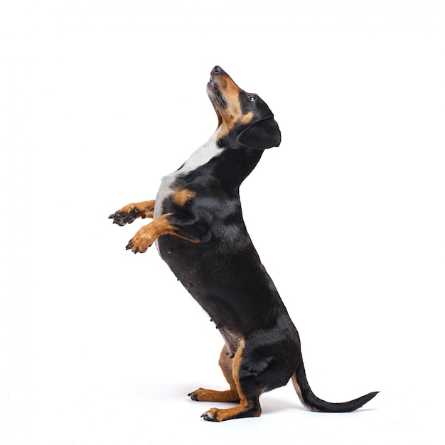 Adorable dachshund dog stands on its hind legs on a white surface