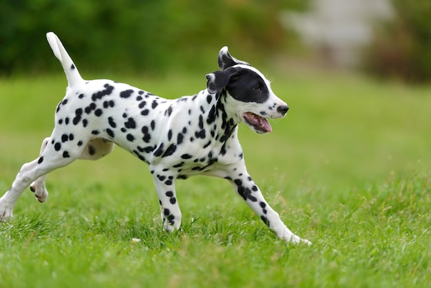 Adorable dalmatian dog outdoors in summer