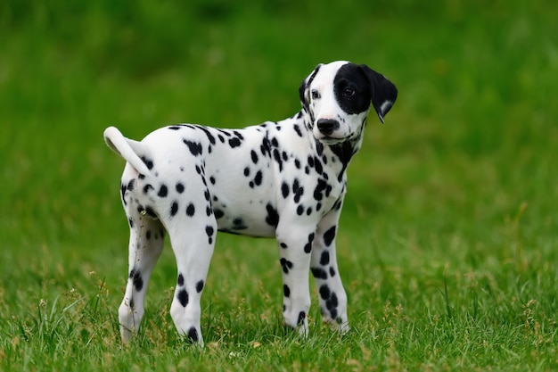 夏の屋外で愛らしいダルメシアン犬