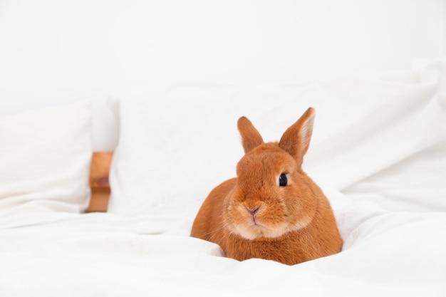 カメラを見て白いモダンなインテリアのベッドに横たわっている愛らしい装飾的なウサギのバニー
