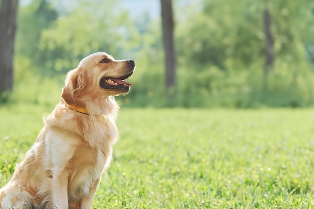 Adorable dog captured in a playful mood