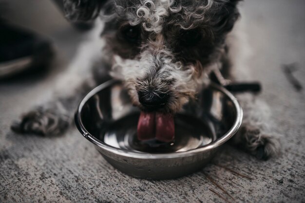 Foto adorabile cane che beve acqua dalla sua ciotola preferita sfondo sfocato