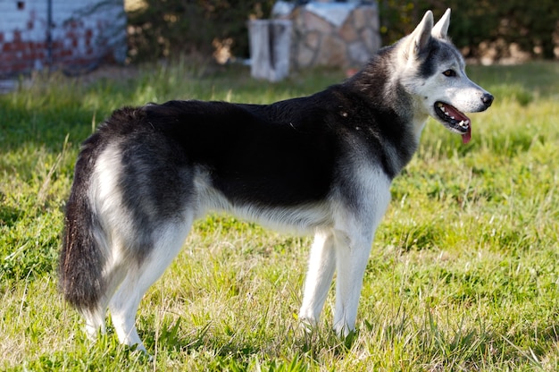 Adorable dog in the garden of a house