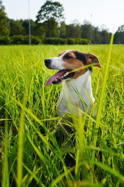 草の上で激しく呼吸している愛らしい犬