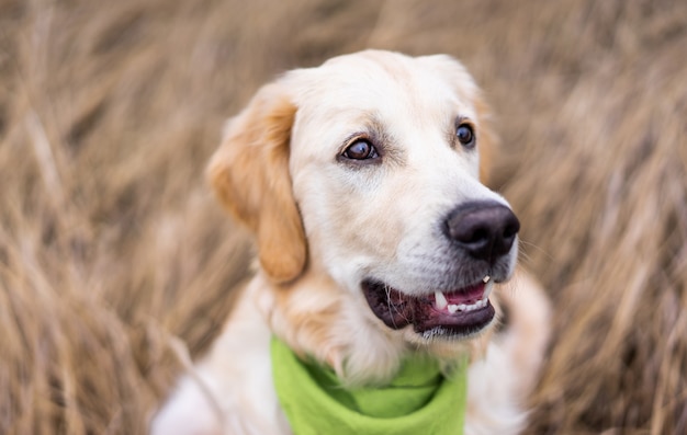 Adorable dog muzzle on dry grass background