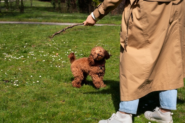 飼い主と一緒に自然の公園で愛らしい犬