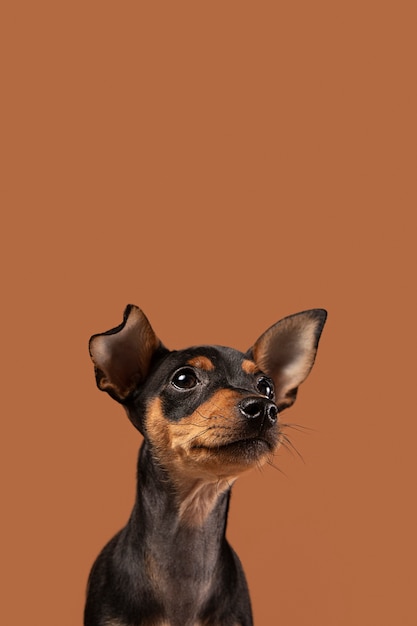 Photo adorable dog portrait in a studio