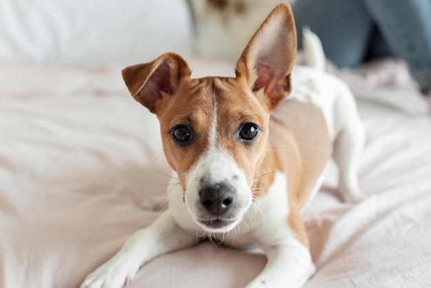 ベッドでポーズかわいい犬