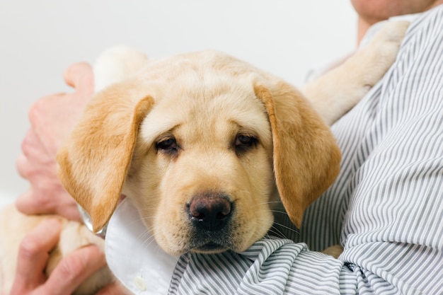 Adorable dog puppy resting on arm