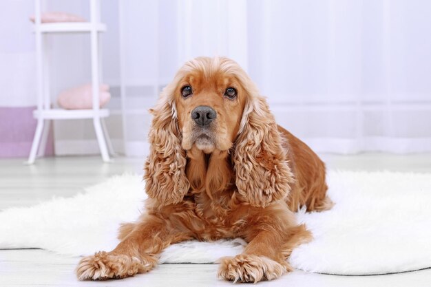 Adorable dog on rug at home