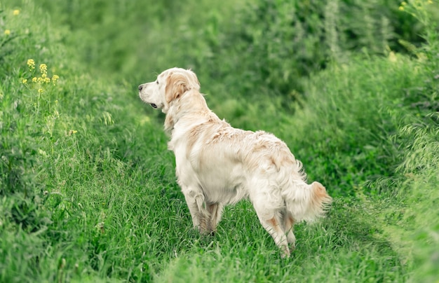 Очаровательная собака стоит в зеленой траве