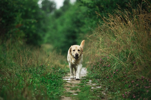 Adorable dog walking along narrow path near tall green grass on summer day in countryside