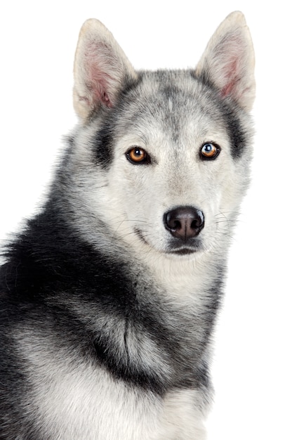 Adorable dog a over white back ground