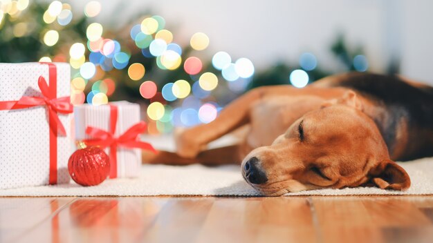 Adorable dog with gifts celebrating Christmas at home.