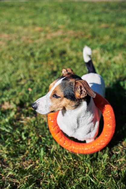 Очаровательная собака с игрушкой на траве