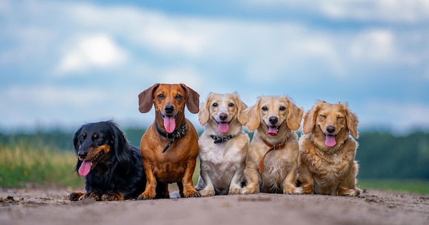 Cani adorabili su cielo blu con sfondo di nuvole. simpatici animali devoti siedono in fila. animali domestici sulla natura.