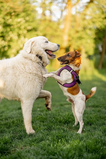 Adorable dogs playing on green meadow