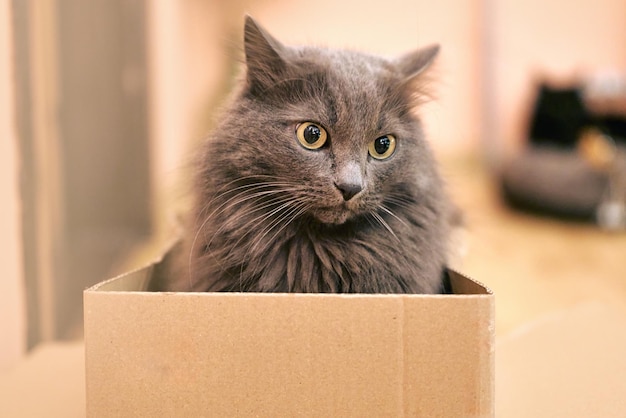 Adorable Domestic Cat Delights in Cozy Cardboard