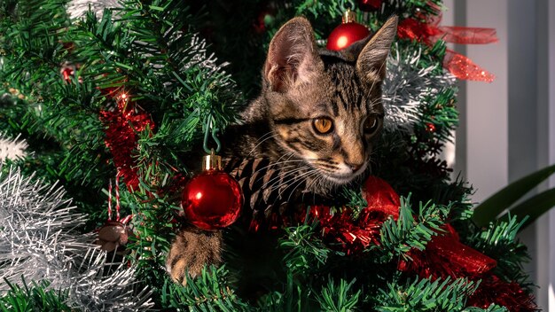 可愛い家用猫は ⁇ 現代のクリスマス装飾Xmasを遊び心で破壊します ⁇ 