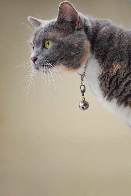 写真 愛らしい国産子猫