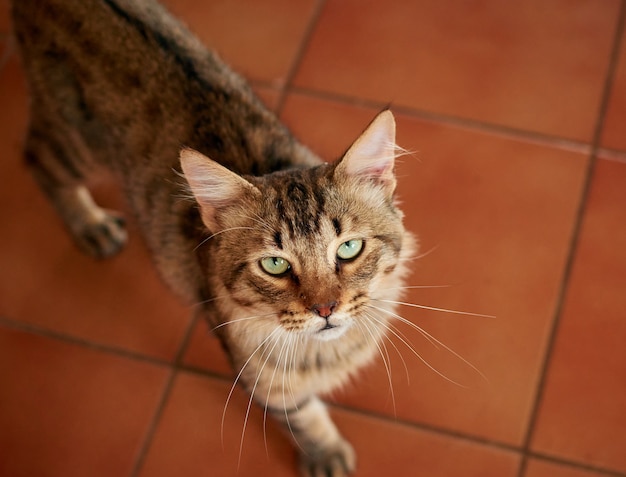 Adorable domestic short-haired cat indoors