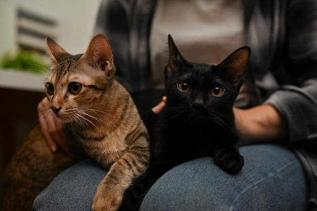 Adorable domestic tabby cat and black cat are laying on their female owner's lap