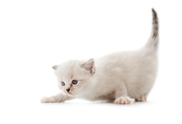 흰색 배경에 고립 된 사랑스러운 솜털 ragdoll 새끼 고양이 꼬리 위로 사랑스러운 순종 솜털 키티 고양이 귀여운 작은 고양이 애완 동물