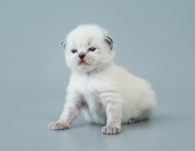 Adorable fluffy ragdoll kitten sitting and looking at camera isolated on light blue background with copyspace. Studio portrait of small cute breed kitty with beautiful eyes