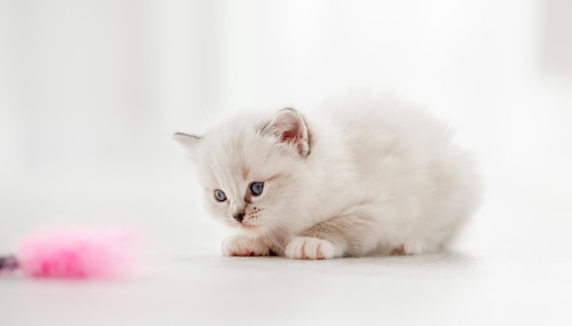 Adorable fluffy ragdoll kitten with beautiful blue eyes sitting on the floor and looking at blurred pink fur toy. Portrait of cute purebred baby kitty in light room with daylight