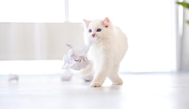 Adorable fluffy white ragdoll cat playing with paper stripe on the floor in light room. Lovely cute purebred feline pet outdoors with toy