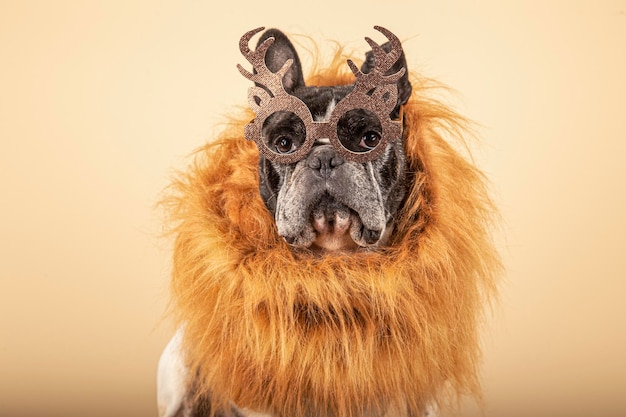 Adorable french bull dog dressed in reindeer antler glasses and a fur scarf on a yellow background