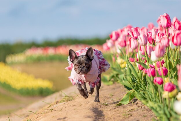 Очаровательный французский бульдог в красочном поле тюльпанов с яркими оттенками Одетая собака Одежда для собак