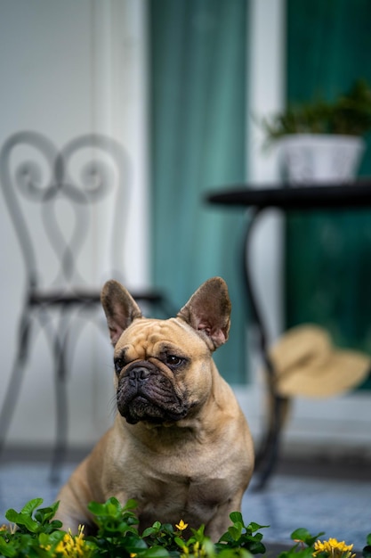Adorable French bulldog in the garden of a house