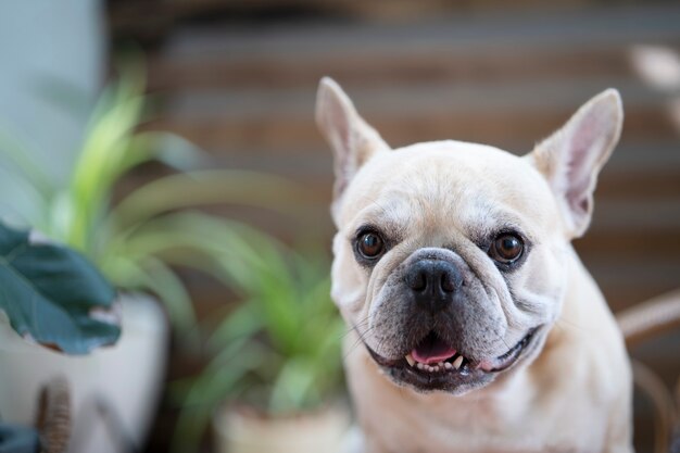 Adorable French bulldog looking to camera at home