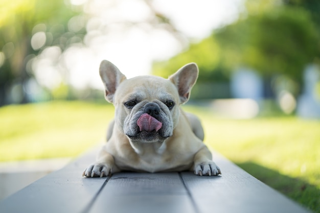 Adorable French bulldog lying on bench and looking away