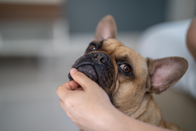 Adorabile bulldog francese che gioca con la mano dei proprietari mentre guarda alla telecamera