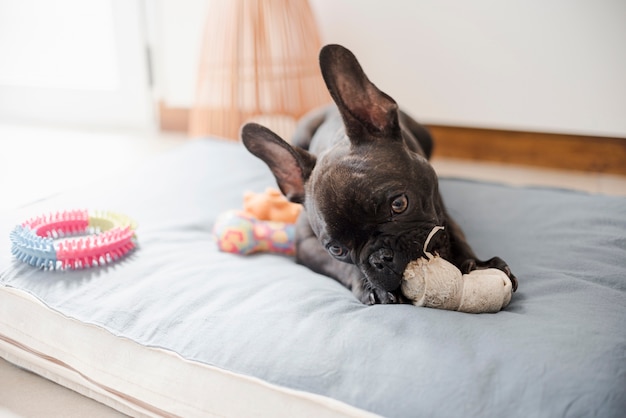 Foto bulldog francese adorabile che gioca con i giocattoli