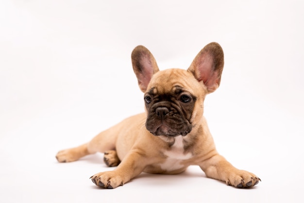 Photo adorable french bulldog puppy beige color. cute little puppy on a white background.