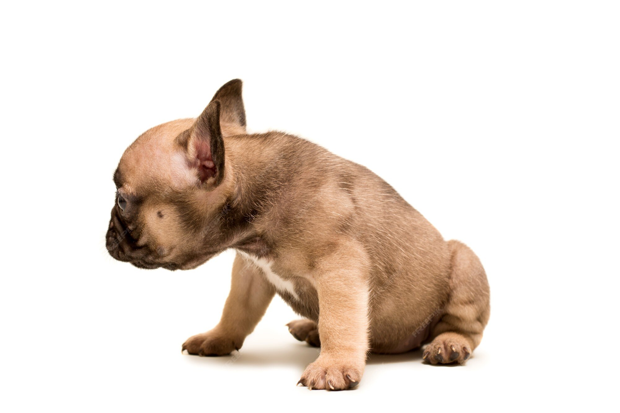 Premium Photo | Adorable french bulldog puppy fawn color isolated on a white. cute little puppy. Premium Photo | Adorable French Bulldog Puppy Fawn Color Isolated On A White. Cute Little Puppy.