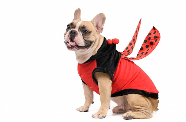 Adorable French Bulldog wearing a cute and funny Ladybug costume isolated