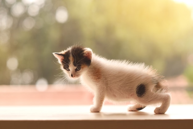 Adorable and frightened little kitten indoors at sunset