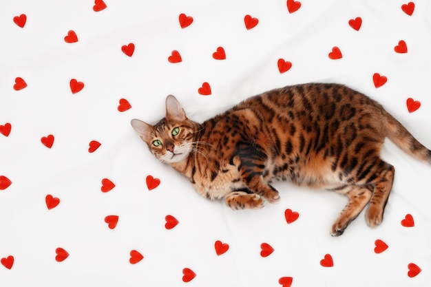 Adorable funny cute green-eyed bengal cat lying on white\
blanket among many little red hearts looking at camera.valentine\
day greeting card with beautiful pet,animal,love concept.top\
view.