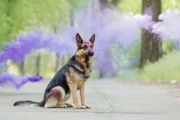 Adorable German Shepherd dog portrait