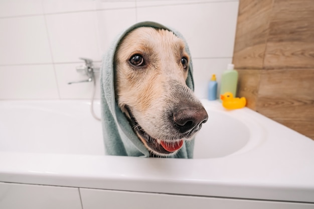 Adorable golden retriever dog sitting in the bath wearing towel and looking back funny doggy pet aft...