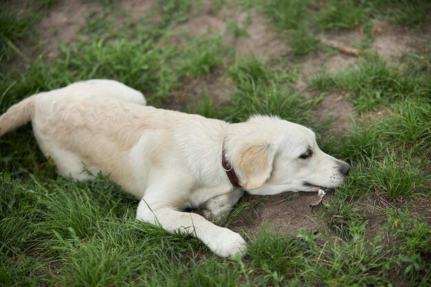 Adorable golden retriever on green grass, park. golden
retriever playing on the grass in the park.