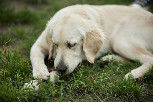 Adorable golden retriever on green grass, park. golden retriever playing on the grass in the park.