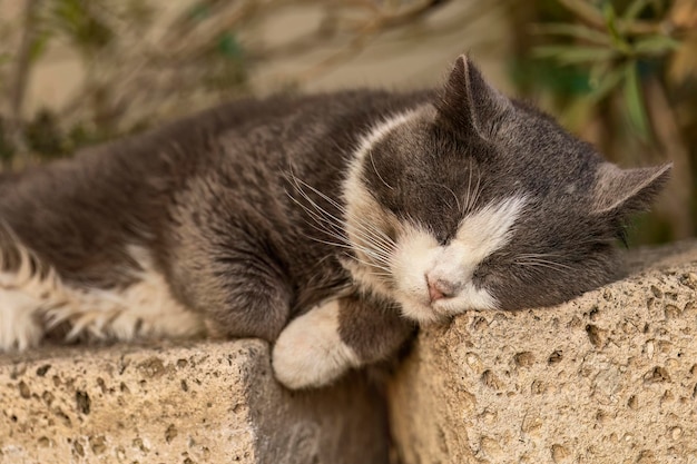 庭の壁でくつろぐ愛らしい灰色の猫