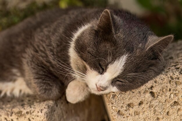 庭の壁でくつろぐ愛らしい灰色の猫